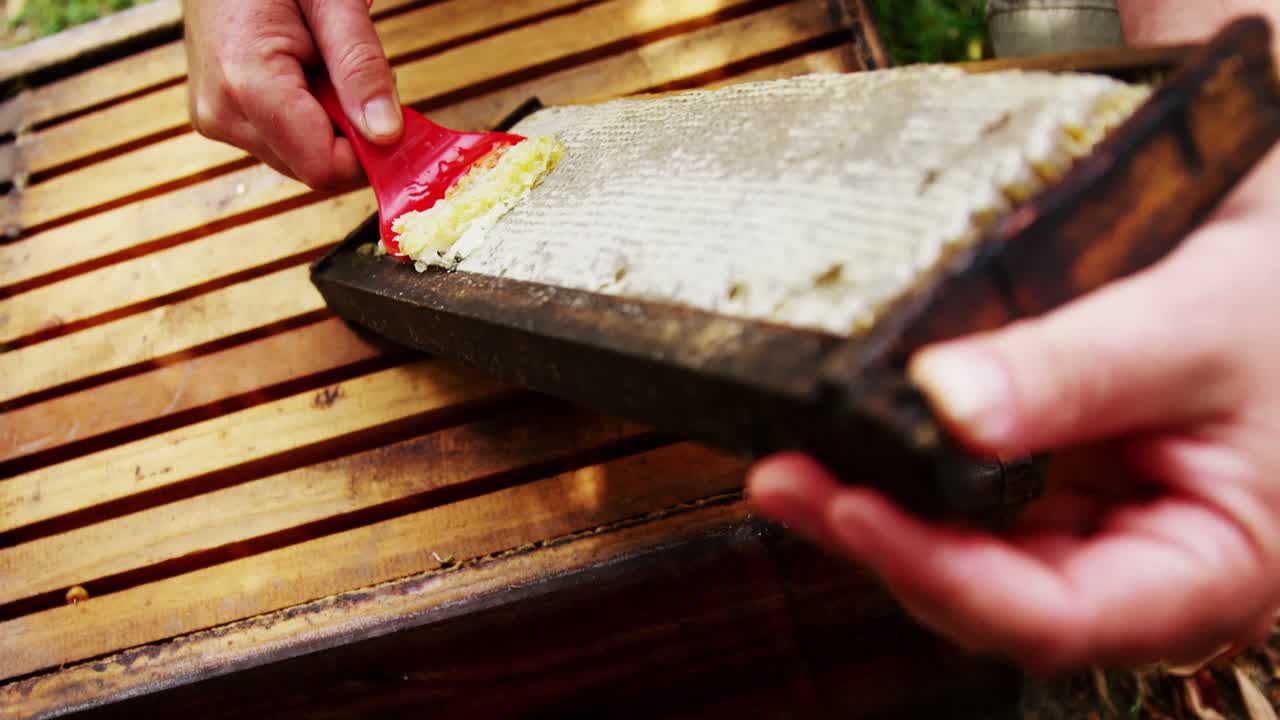 apicultor quitando la cera de las abejas de la colmena