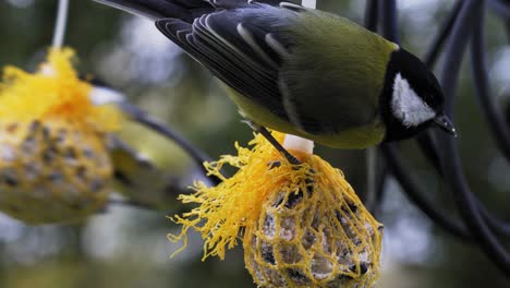 two great tit close up on eating homemade bird seed balls near tv cable