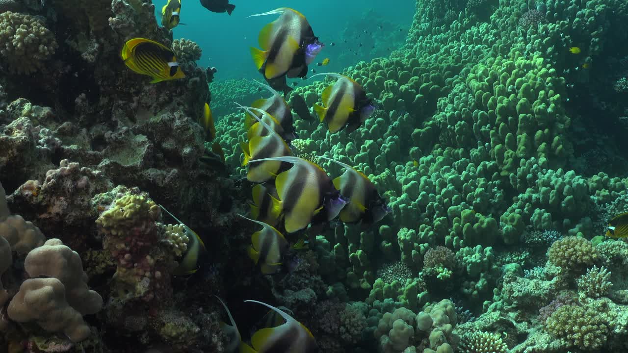 珊瑚礁上一群飄浮旗魚的特寫