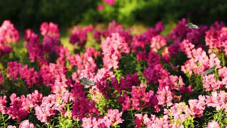 pink flowers and butterflies in a garden