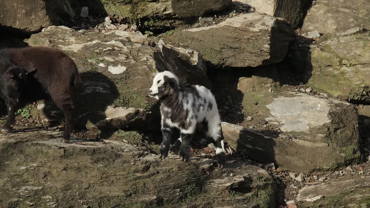 산에서 흑백 아기 염소