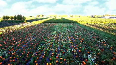 view of pumpkin field