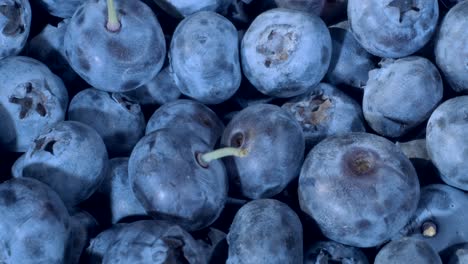 detail of blueberries. macro trucking shot. camera moving forwards. close-up, top view. bog bilberry, bog blueberry, northern bilberry or western blueberry (vaccinium uliginosum)
