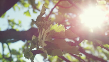 green leafs swaying on wind against sun in closeup. beautiful nature scene.