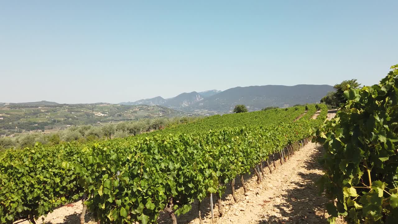 Passeggiata in vigneto in una giornata soleggiata con filari d'uva in Francia