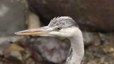 close-up of grey heron with its long and pointed yellow beak on a rainy day