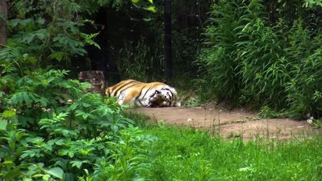 amur tiger  sleeping