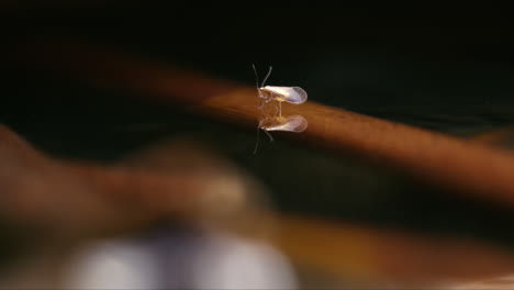 bark louse floating on water, macro insect in nature