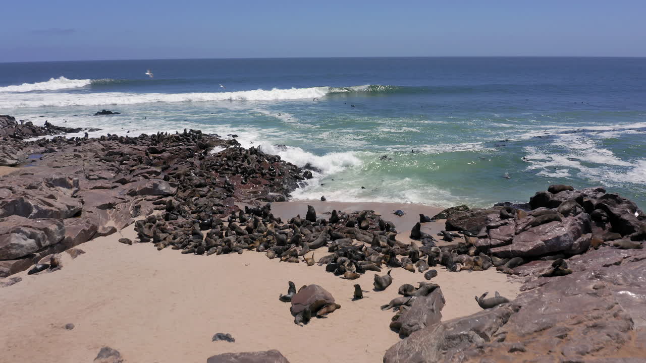 Massive Cape fur seal colony on rocky bay in Cape Cross Seal Reserve, Skeleton Coast, Namibia, Drone shot