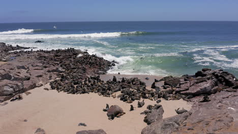 massive cape fur seal colony on rocky bay in cape cross seal reserve, skeleton coast, namibia, drone shot