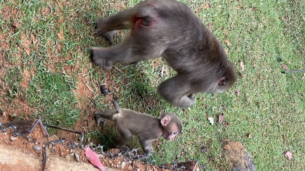 un bebé macaco enérgico
