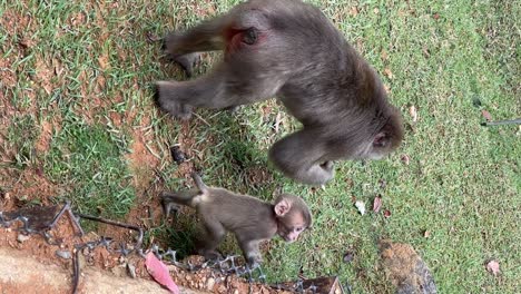 energetic baby macaque