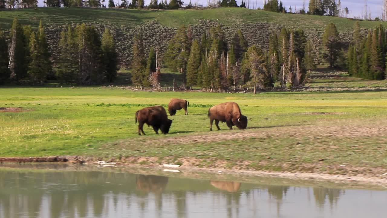 Drone footage panning around wild buffalo on a prairie