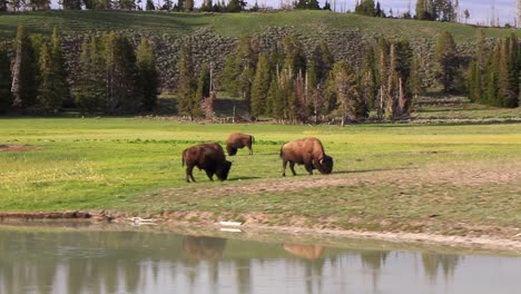 drone footage panning around wild buffalo on a prairie