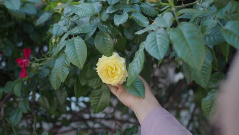 a woman reaches out to touch a yellow rose in a garden