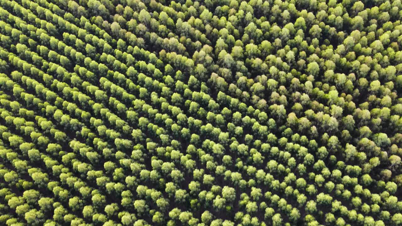 volando sobre un bosque de eucaliptos por la tarde en uruguay