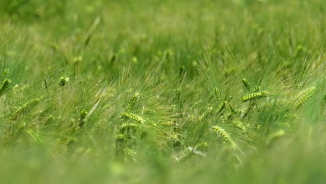 Deep-and-smooth-windy-scene-from-the-top-of-the-green-field