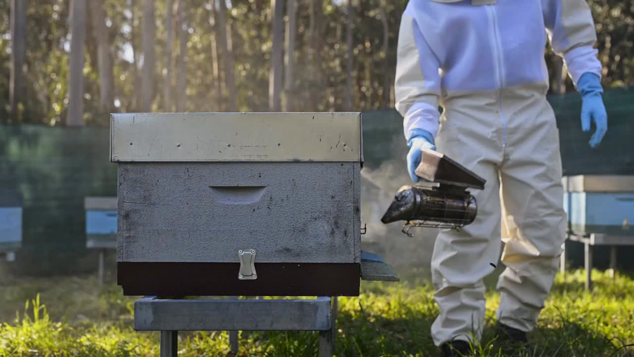 Beekeeper using bee smoker in apiary