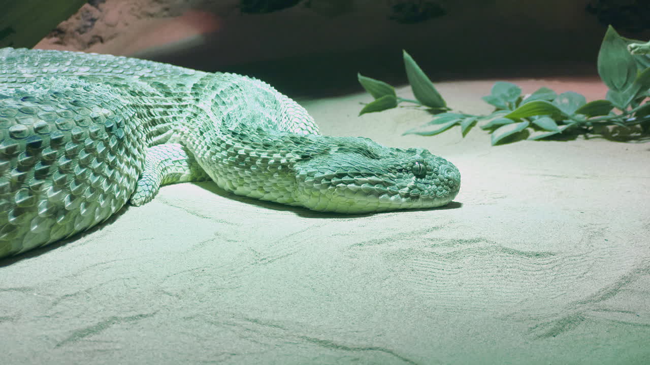 가짜 식물 옆 모래 위에서 자고 있는 녹색 뱀
