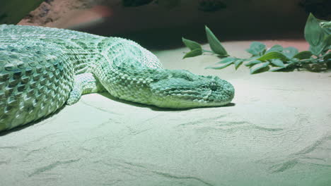 a green snake sleeping on the sand next to fake plants