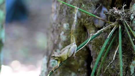 Green-frog-standing-still-in-the-Peten-Jungle