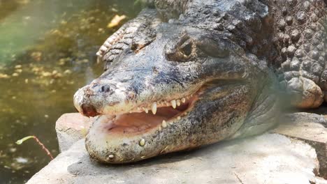 Close-up-gimbal-shot-of-crocodile-head-sunbathing-at-zoo