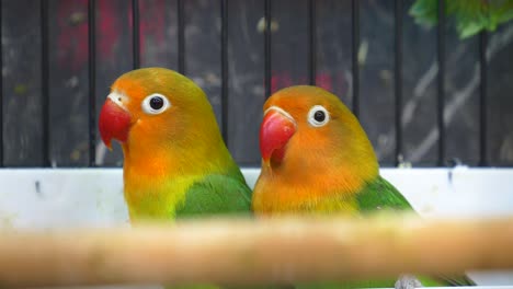 two lovebirds in a cage