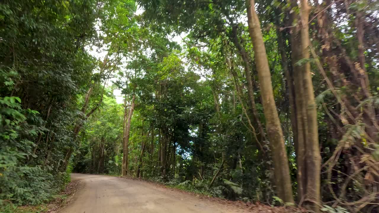 A vehicle navigates a winding dirt road through dense, vibrant rainforest in Port Douglas, Australia, under soft natural lighting