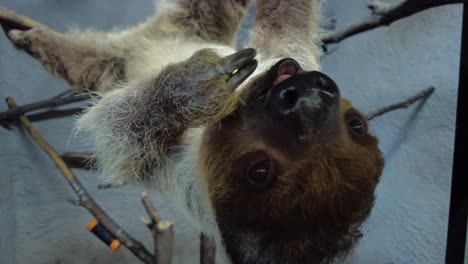 hand feeding sloth in sanctuary tries to grab camera cute