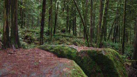 Klüver-Enthüllt-Aufnahme-Eines-Grünen-Waldes-Hinter-Einem-Bemoosten-Felsbrocken