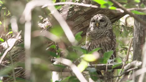 barred owl turning head in cypress forest