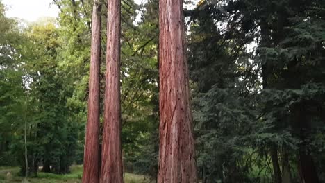 árbol-Enormemente-Alto-En-El-Bosque-En-Alemania-Heidelberg