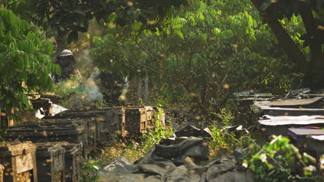 Beekeepers in protective suits working at bee farm in Mộc Châu, Vietnam, smoke is used to calm bees as honey is harvested from wooden hives.