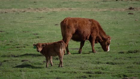 cow-calf and his mother grazing in alberta, canada