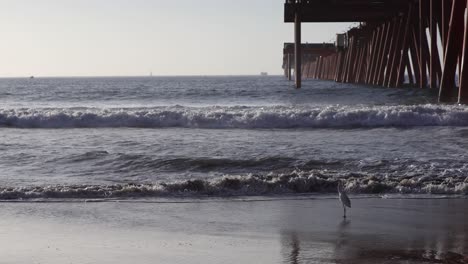 The-sea-waves-crashed-against-the-shore-as-a-bird-soared-overhead