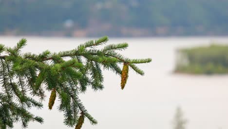 pine needle foliage with pine cone seed of conifer tree against blurry backdrop