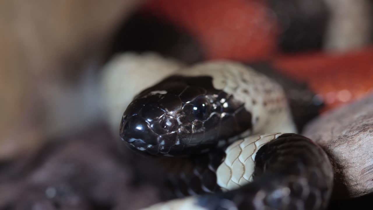 Un serpente domestico del latte di Pueblan, Lampropeltis triangulum campbelli, in un terrario