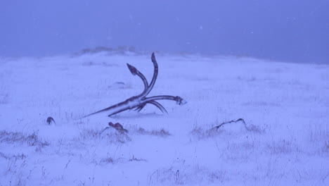 ancla cubierta de nieve durante una fuerte tormenta de nieve en islandia