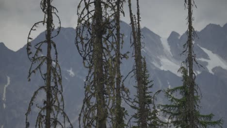 Slow-swaying-trees-in-front-of-a-mountain-range