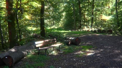 Shiny-spot-in-a-green-forest-with-a-bench-standing-half-in-the-sun,-half-in-the-shadow-on-a-nice-day,-static-shot