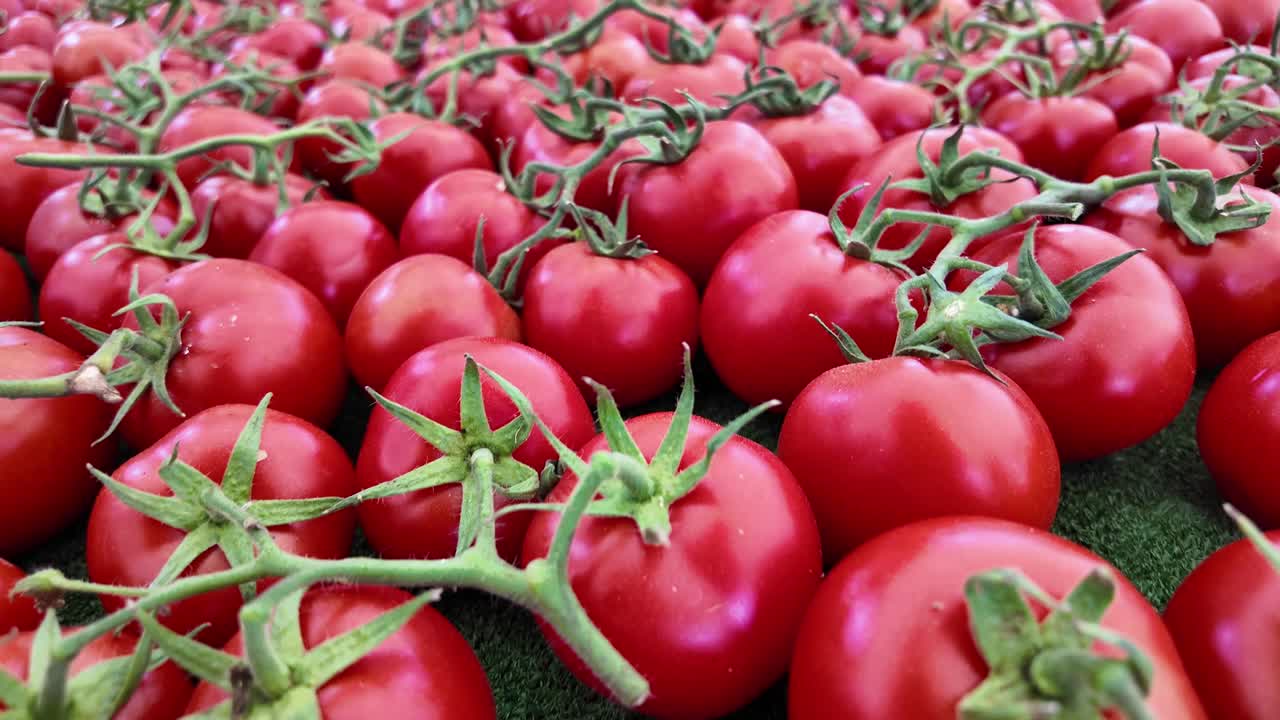 신선한 빨간 토마토