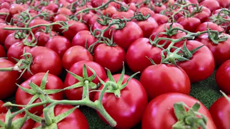 fresh red tomatoes
