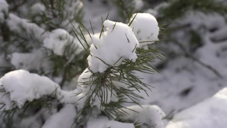 Snow-covered-tree-branch-at-sunset