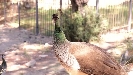 Pavo-Real-De-Pie-Mirando-A-Su-Alrededor-En-El-Casco-Antiguo-De-Rodas