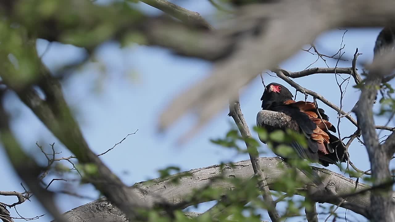 el águila bateleur posada en un árbol busca presas, el delta del okavango en botswana