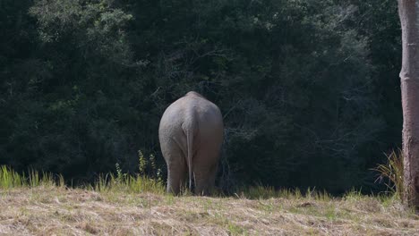 elephant seen from its back drinking water, indian elephant elephas maximus indicus, thailand