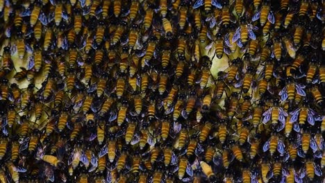 巨型蜜蜂 (giant honey bees) 建立了巨大的巢穴, 裡面有對稱的<unk>袋, 用來儲存蜂蜜作為食物來源.