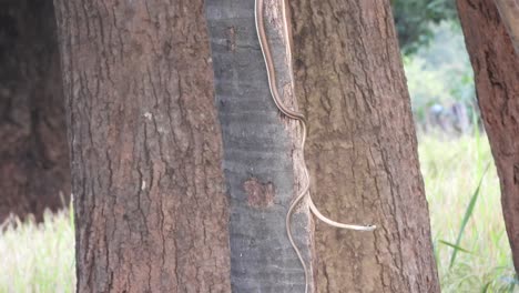 serpiente de árbol de espalda de bronce común en pry