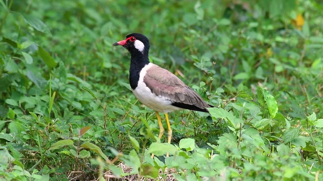 red-wattled lapwing은 태국에서 가장 흔한 새 중 하나입니다.