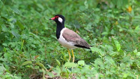 el avefría de barbas rojas es una de las aves más comunes de tailandia